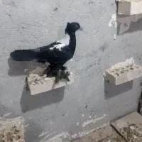 نرسیاه‌شهری