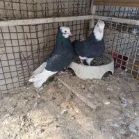 کفتر پلنگ ماده