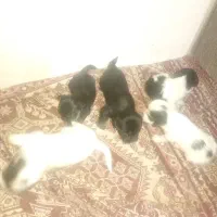 سگ اشپیز|سگ|سیرجان, |دیوار