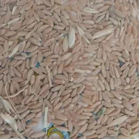 گندم آبی  به وزن تقریبی ۱۸۰ کیلو ،