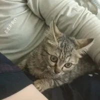 واگذاری بچه گربه