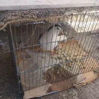 کفتر ماده دمگیر|پرنده|اصفهان, فردوان|دیوار