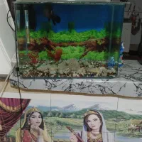 اکواریوم|ماهی|مرودشت, نقش رستم|دیوار