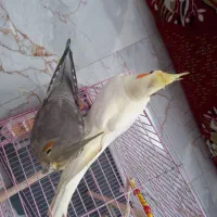 عروس هلندی|پرنده|رودسر, |دیوار