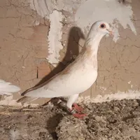 سار و طوقی