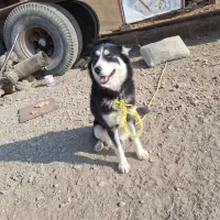 سگ هاسکی شیطون و بازیگوش|سگ|شاندیز, |دیوار