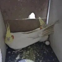 عروس هلندی مولد با تخم ازندریان