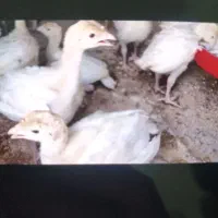 بوقلمون گوشتی بیوتی سیکس اصل