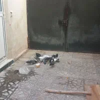 ۱۲کبوتر سالم و سرحال و تخم گذار|پرنده|ایوان, |دیوار