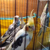 ۴ عدد عروس هلندی با لوازم ۳ تومن