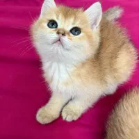 گربه جوجه طلایی