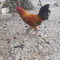 خروس ومرغ محلی