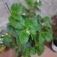 گل.|گل و گیاه طبیعی|وحیدیه, |دیوار