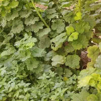 انواع قلمه گل|گل و گیاه طبیعی|شیراز, حجت آباد|دیوار