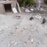 اردک نزول ماده‌ تخم کزار