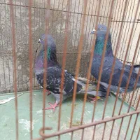 کبوتر ها درجه یک هم کفتر زمینن هم هوا