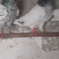 دو جفت کفتر به شرط پرش و نطفه