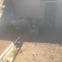 بره افشاری.