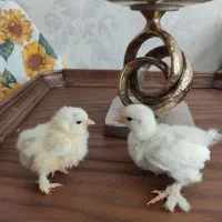 مرغ وخروس زینتی (کوشین)|حیوانات مزرعه|مشهد, نیروی هوایی|دیوار