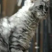 گربه پرشین