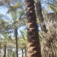 تاپول زنی ترکیب نخل|خدمات باغبانی و درختکاری|برازجان, |دیوار