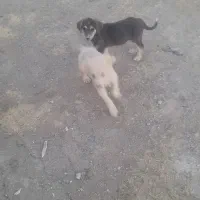 توله سگ ماده پژدر دو عدد