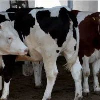 سیمینتال اصیل وارداتی مخصوص پرواری|حیوانات مزرعه|انبارآلوم, |دیوار