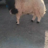 قوچ جوان دوسال|حیوانات مزرعه|سربیشه, |دیوار