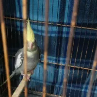 جوجه عروس هلندی|پرنده|مهران (ایلام), |دیوار