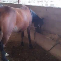 اسب و مادیون