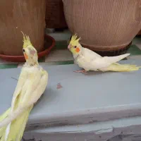 عروس هلندی|پرنده|شیراز, نصر|دیوار