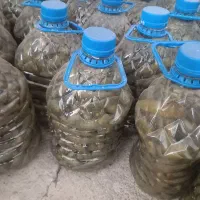 خیار شور درجه یک