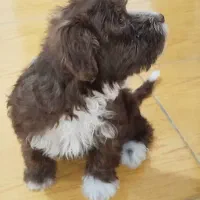 توله سگ شیتزو تریر سه ماهه|سگ|آستارا, |دیوار