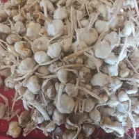 سیر|خوردنی و آشامیدنی|اشترینان, |دیوار