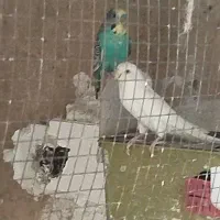 پرنده مرغ عشق|پرنده|شیراز, دست خضر|دیوار
