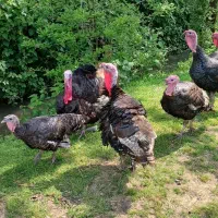 بقلمون کیلویی ۶۵۰