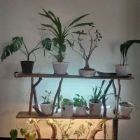 فروش گل های آپارتمانی و استند گل