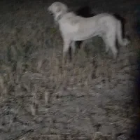 دوعدد توله پژدر|سگ|گنبد کاووس, |دیوار