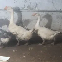 ۳تاغاز دوتا قوغازلیندا یکی محلی ۱۰ماهه