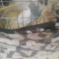 یک عدد مرغ عشق نر