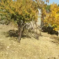 زمین مسکونی