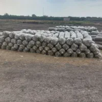 فروش ذرت علوفه یی|عمدهفروشی|فاضل آباد, |دیوار