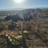 گاو ماده|حیوانات مزرعه|ریگ ملک, |دیوار