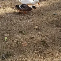 بوقلمون نژاد اصل سیاه ودو عدد اوردک|حیوانات مزرعه|مرند, |دیوار