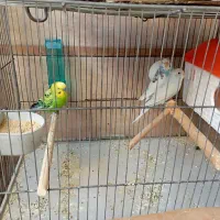 یک جفت مرغ عشق مولد با یک جفت فنچ|پرنده|اسلام‌شهر, صادقیه|دیوار