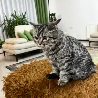 بچه گربه بریتیش ۳ماهه