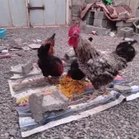 مرغ