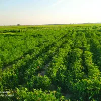 سبزی خورشتی به شرط تازه وتمیز