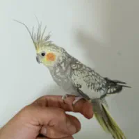 عروس هلندی نرو ماده