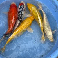 ماهی کوی نژاد